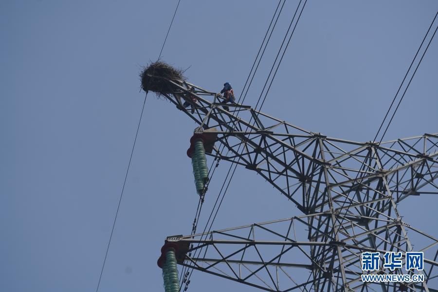 电力工人爬上铁塔加固鸟巢（12月12日摄）。新华社记者 周密 摄