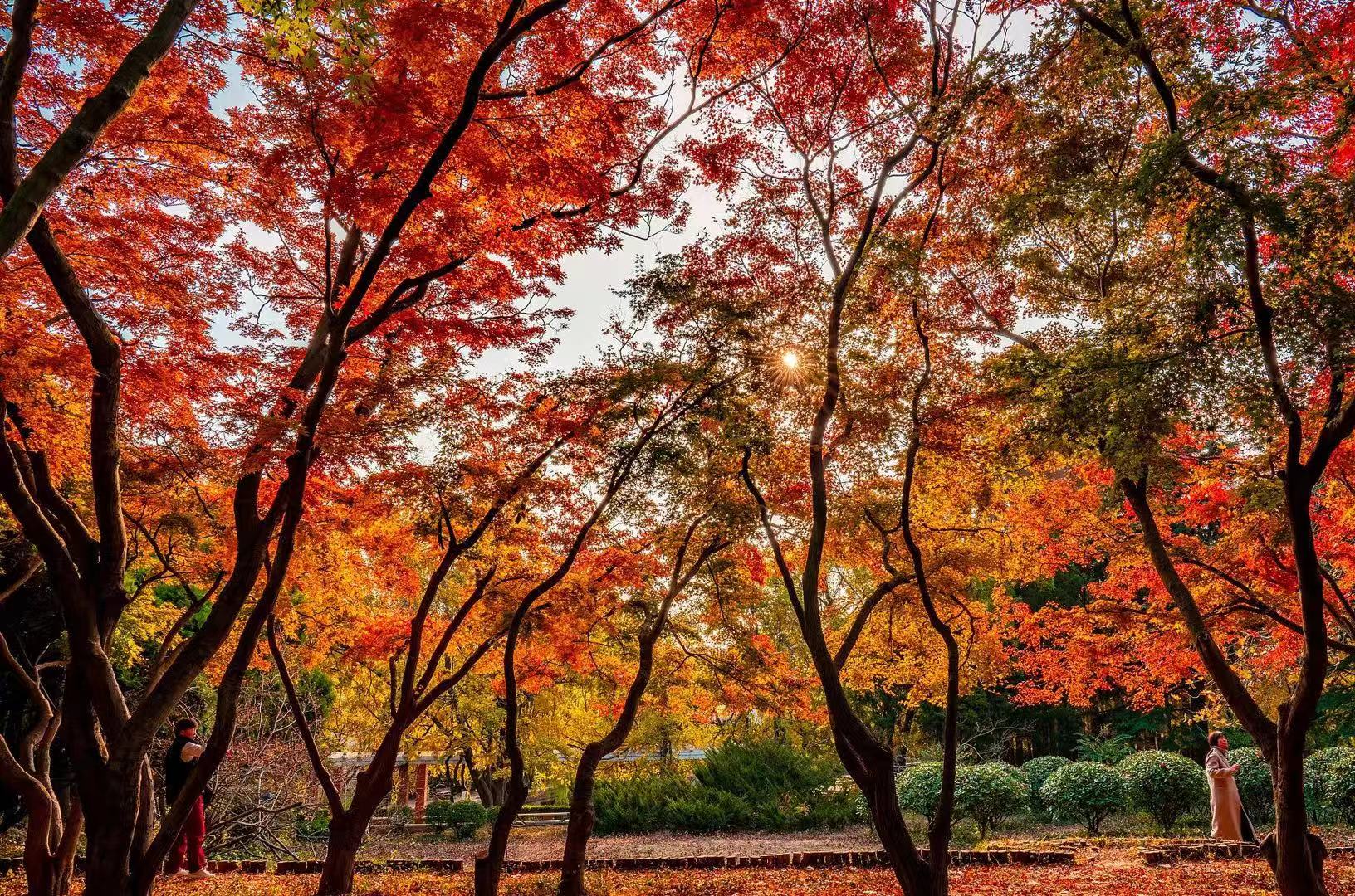 中国最美的10个落叶观赏地，你去过几个？