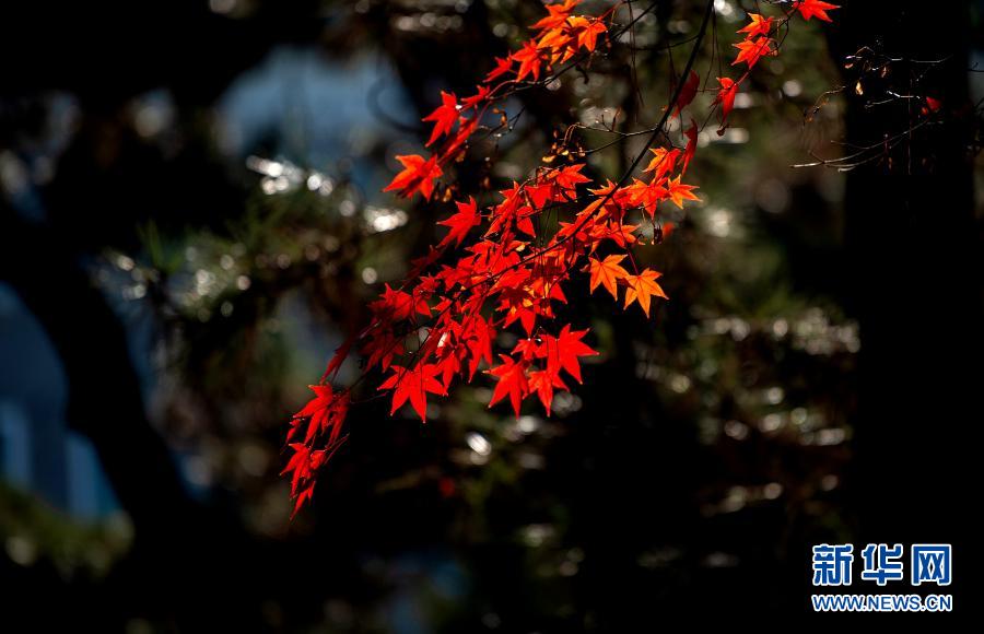 12月15日，在上海闵行区莘庄公园拍摄的枫叶。时下，上海枫叶进入最佳观赏期。新华社记者 张建松 摄