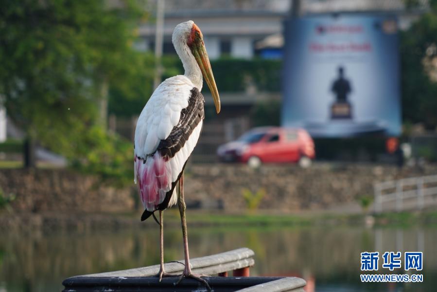        12月19日，一只彩鹳停留在斯里兰卡科伦坡贝拉湖畔。　　位于斯里兰卡科伦坡市中心的贝拉湖被称为“城市绿洲”，鹈鹕和鹭鸶是这里的常客，偶尔也有彩鹳等其他鸟类驻留。　　新华社记者 唐璐 摄