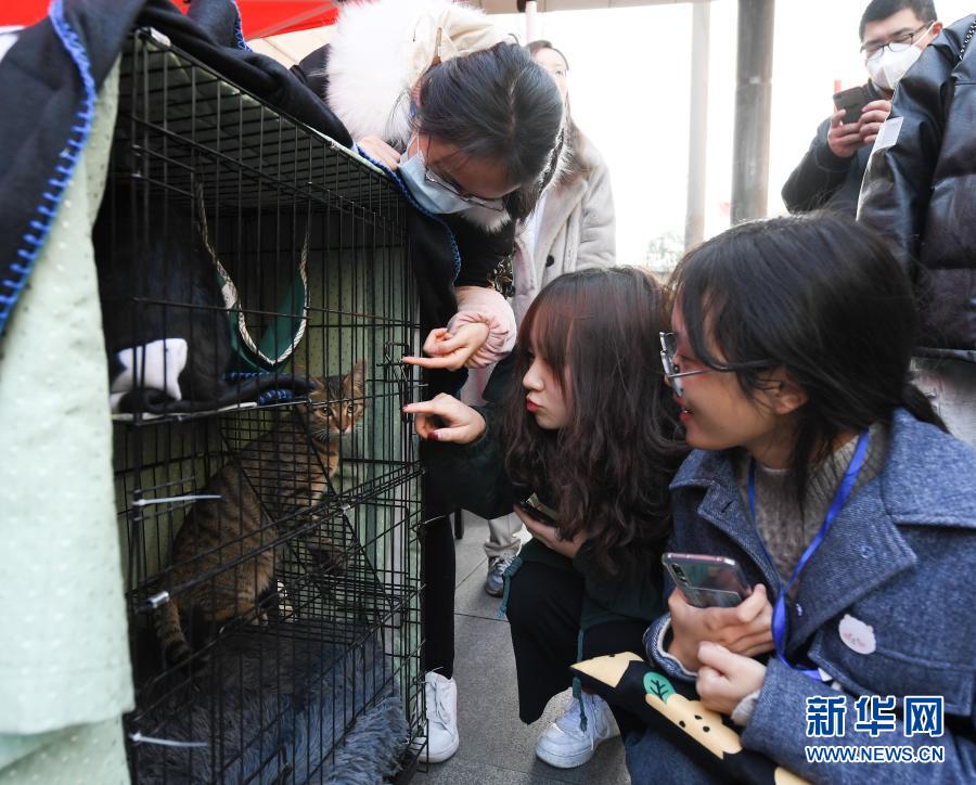 12月20日，动物保护志愿者（上）向社区居民介绍待领养的流浪猫。当日，杭州江干区海天社区举行文明养宠宣传活动，来自社区和高校的志愿者开展宠物义诊、流浪猫领养、文明养犬宣传等，探索建立动物管理基层群众自治机制。新华社记者 翁忻旸 摄