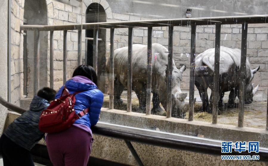 12月20日，游人在观看居住在保温室内的犀牛。北京动物园早在9月份就为园内大批怕冷的动物安装了暖气、浴霸、加热石、加热棒等“暖冬神器”。进入冬季，园方还在兽舍内铺装了厚厚的垫草，在场馆及动物进出通道加设门帘，同时还通过调整饲料来增加动物抵御严寒的能力，让这些可爱的动物们暖暖和和地度过寒冬。新华社记者李欣摄