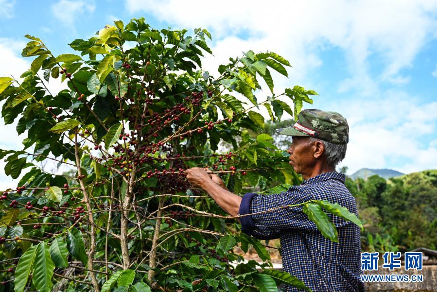 12月21日，力所村村民在采摘咖啡豆。近日，云南省西盟佤族自治县力所村的村民忙着采摘、晾晒收获的咖啡豆。近年来，云南省西盟佤族自治县在推动咖啡规模化种植的基础上，积极开展咖啡种植技术培训工作，助力当地咖啡走精品化发展之路。新华社记者 王冠森 摄