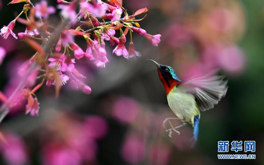 12月22日，在贵阳市花溪国家城市湿地公园里，枝头的冬樱花吸引叉尾太阳鸟前来觅食啄花。新华社发（秦刚 摄）