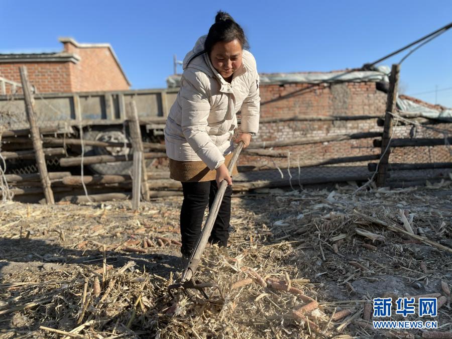12月20日，马长兰在收拾自家院子，为养羊做准备。新华社记者 杨喆 摄