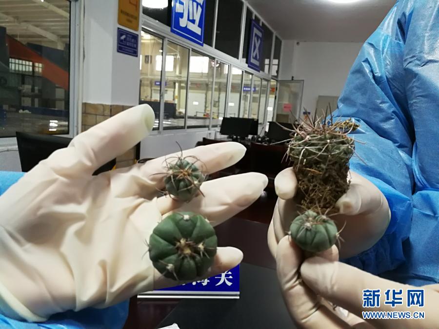 这是长沙海关所属长沙邮局海关查获的活体濒危植物（12月17日摄）。当日，记者从长沙海关获悉，长沙海关所属长沙邮局海关近日从入境邮件中截获4株活体濒危植物苗木。目前，该关已对该邮件依法截留处理。新华社发