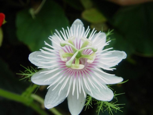 src=http___b-ssl.duitang.com_uploads_item_201211_29_20121129154813_PB8sT.jpeg&refer=http___b-ssl.duitang