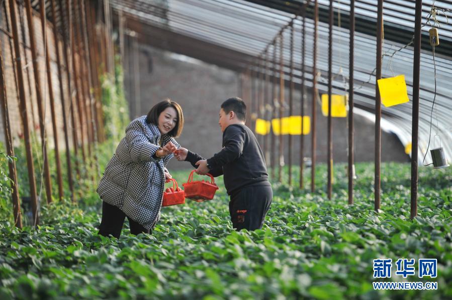12月26日，在承德市双滦区偏桥子镇一处草莓采摘园，游客在采摘草莓。新华社发（王立群 摄）
