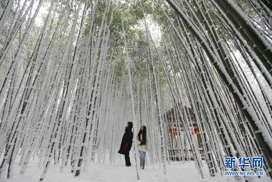 12月29日，游客在山东省临沂市沂南县铜井镇竹泉村的竹林中漫步。当日，入冬最强寒潮来袭，多地迎来降雪天气。新华社发（王彦冰 摄）