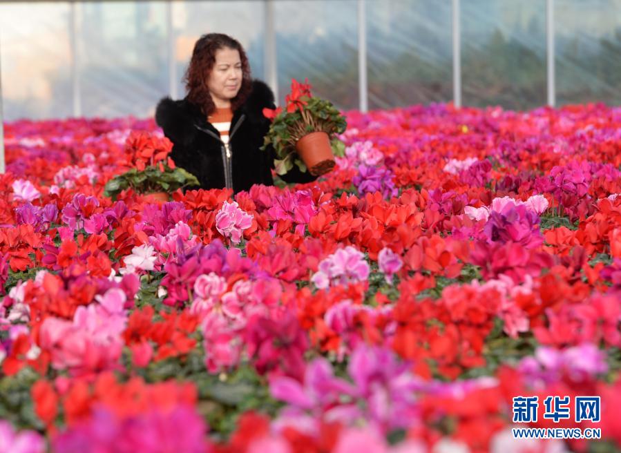 12月31日，顾客在临夏县一花卉基地内选购花卉。新华社发（史有东 摄）
