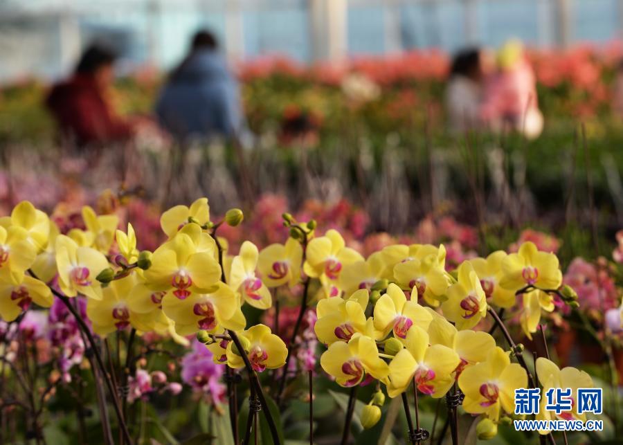 12月31日，顾客在临夏县一花卉基地内选购花卉。新年将至，甘肃省临夏回族自治州临夏县一花卉基地内鲜花盛开，吸引众多顾客前来选购。新华社发（史有东 摄）