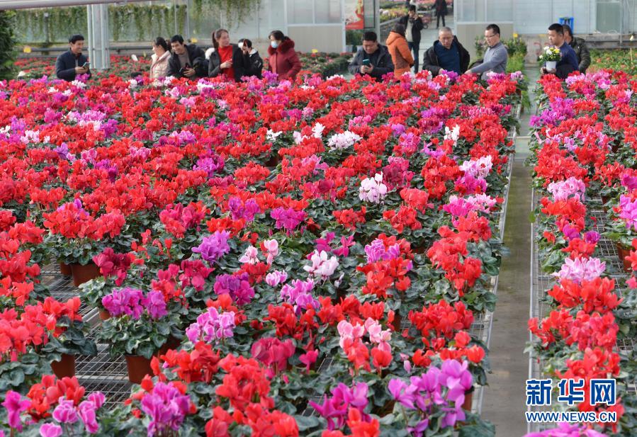 12月31日，顾客在临夏县一花卉基地内选购花卉。新华社发（史有东 摄）