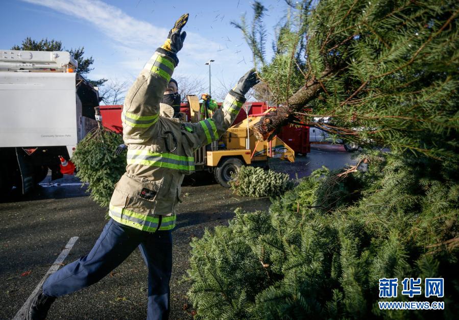1月3日，在加拿大里士满，消防员把回收的圣诞树堆放起来。当日，当地消防员参加每年一度的回收圣诞树活动。回收的圣诞树会被机器碎成木渣和木屑，用作堆肥或者种植用复合土。新华社发（梁森摄）