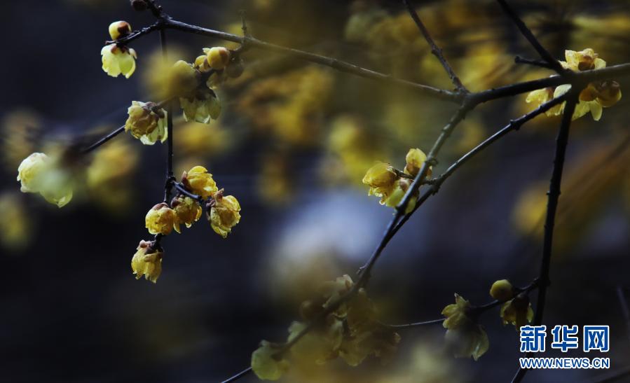 这是2021年1月4日在江苏苏州留园拍摄的腊梅。小寒节气将至，江苏苏州古典园林留园内，腊梅凌寒开放，给冬日增添了别样的色彩。新华社发（杭兴微 摄）