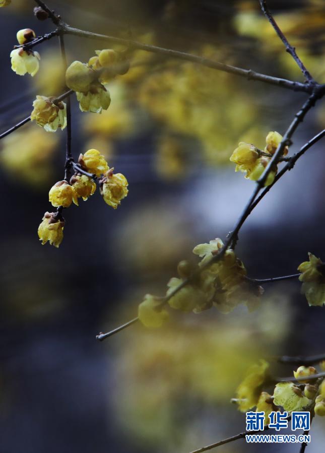 这是2021年1月4日在江苏苏州留园拍摄的腊梅。小寒节气将至，江苏苏州古典园林留园内，腊梅凌寒开放，给冬日增添了别样的色彩。新华社发（杭兴微 摄）