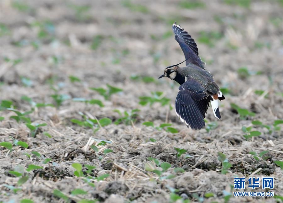 这是1月9日在石狮环湾湿地公园拍摄的鸟群。 近日，大批前来越冬的水禽鸟类飞抵福建泉州石狮环湾湿地公园。 新华社记者 魏培全 摄