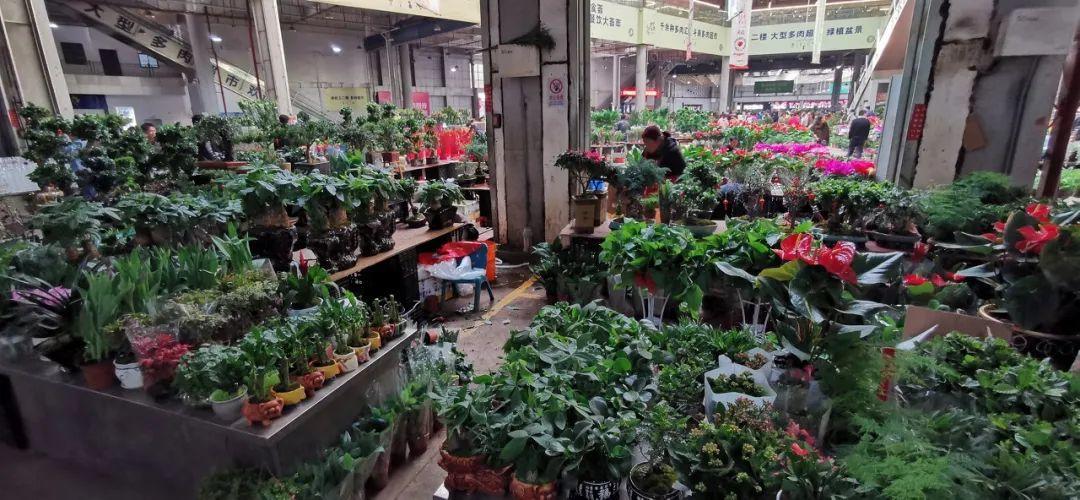 中国6大花市,全国最大的花卉批发市场介绍