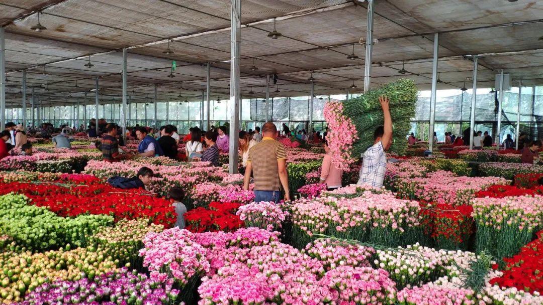 中国6大花市,全国最大的花卉批发市场介绍