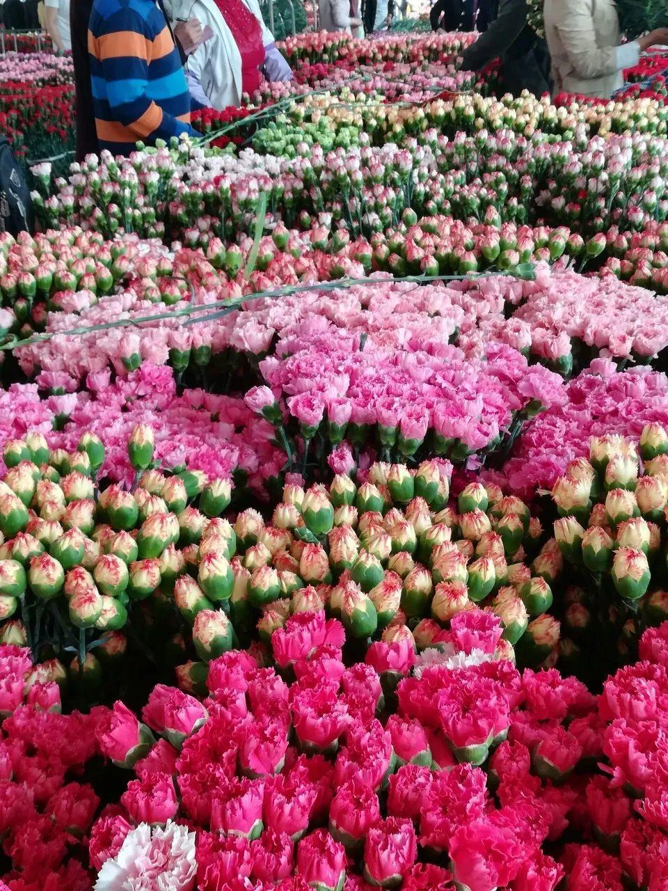 中国6大花市,全国最大的花卉批发市场介绍