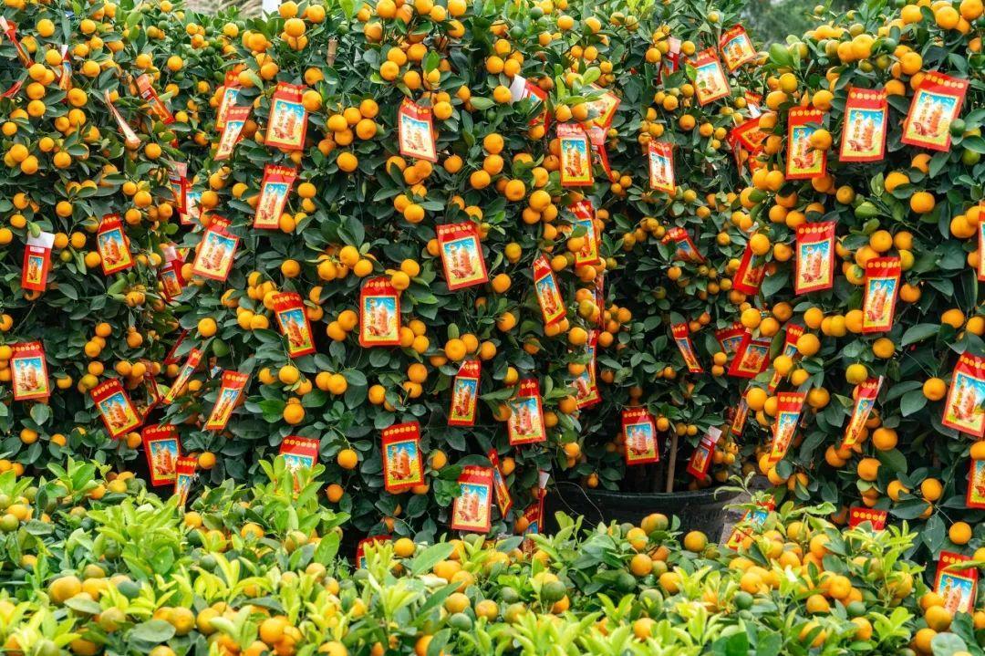 中国6大花市,全国最大的花卉批发市场介绍