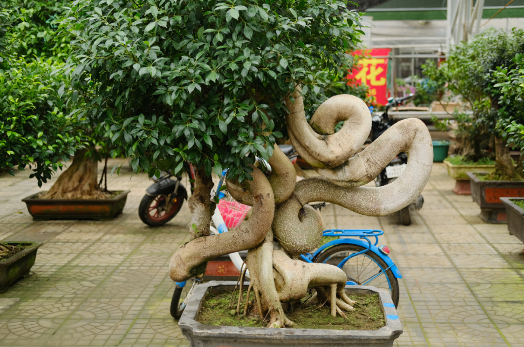中国6大花市,全国最大的花卉批发市场介绍