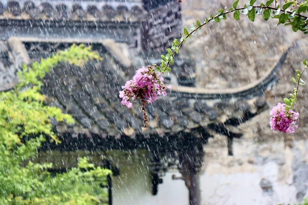 中国6大花市,全国最大的花卉批发市场介绍