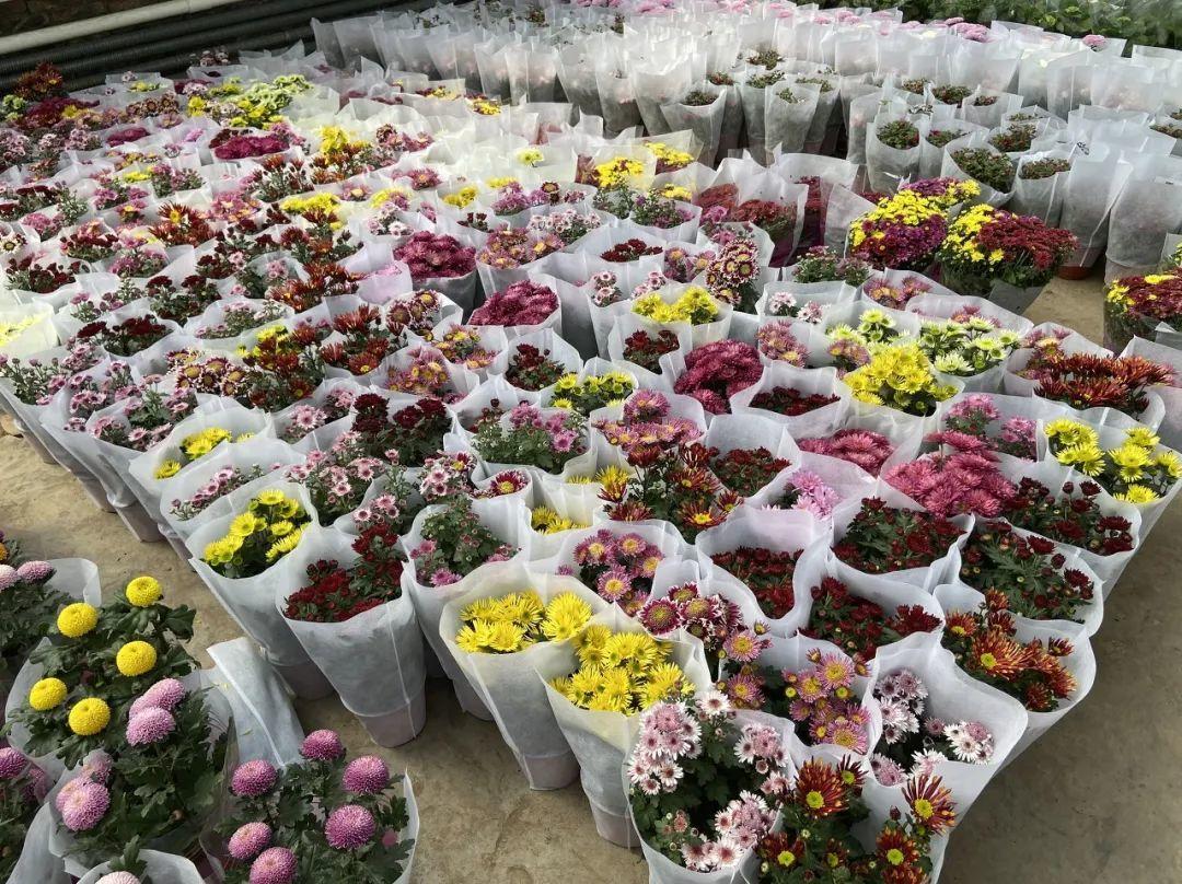 中国6大花市,全国最大的花卉批发市场介绍