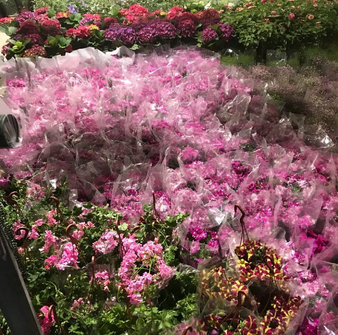 中国6大花市,全国最大的花卉批发市场介绍