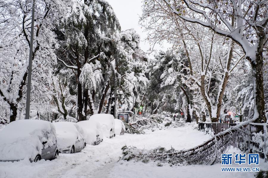 这是1月10日在西班牙马德里近郊拍摄的被雪压断的树枝。新华社记者 孟鼎博 摄