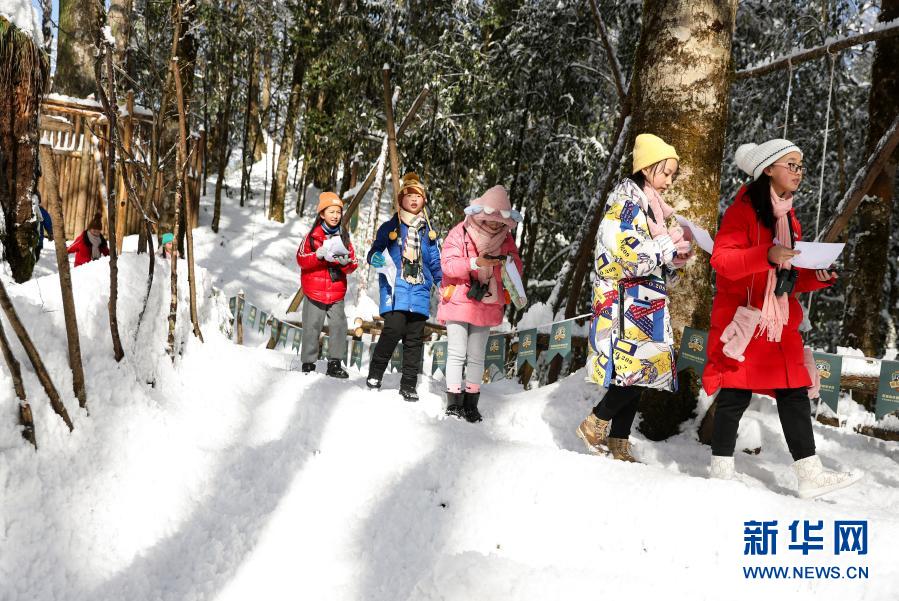 1月13日，来自四川省荥经县胡长保小学的学生在熊猫森林国际探索学校的营地里参与雪地寻踪活动。近日，一群来自四川省荥经县胡长保小学的高年级学生在老师的带领下，来到当地的熊猫森林国际探索学校参加自然教育活动。在龙苍沟国家森林公园的密林和雪地里，孩子们兴致勃勃地参与森林雪仗、野外方向识别、雪地寻踪、观鸟、寻找野生动物脚印等活动。近年来，四川省荥经县依托龙苍沟国家森林公园等自然资源优势，开展丰富多样的自然教育项目，促进全域自然教育快速发展。新华社记者 江宏景 摄