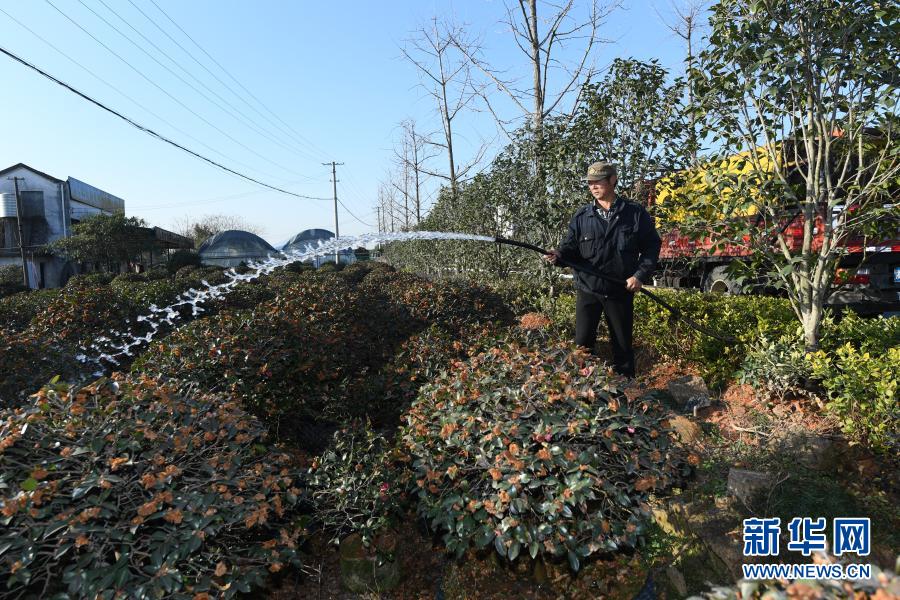 1月14日，金华婺城区竹马乡下张家村村集体雇用的苗木养护工为村里种植户的苗圃浇水。随着农历新年临近，浙江金华迎来茶花销售旺季。近年来，金华以建设美丽乡村为契机，推动发展茶花经济，建成全国最大的茶花种植销售基地。2020年，金华茶花种植面积1.8万亩，直接从业人员超5000人，总产值50.8亿元，成为当地农民增收的重要渠道。新华社记者 翁忻旸 摄