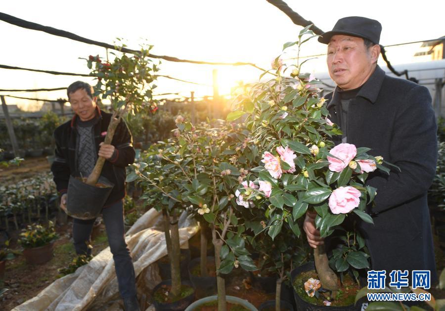 1月14日，在金华婺城区罗店镇后溪河村红红花木场，花农在搬运盛开的茶花。新华社记者 翁忻旸 摄