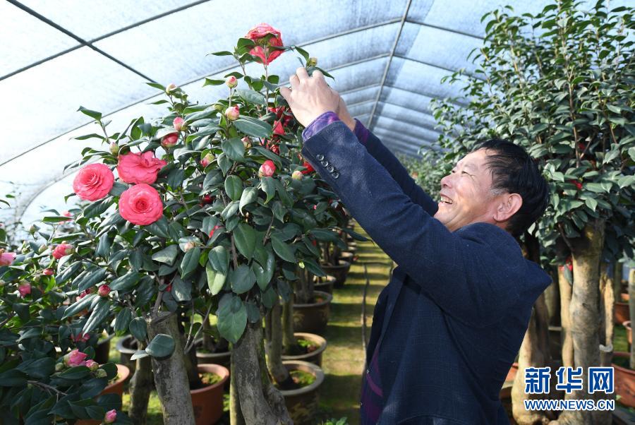 1月14日，金华婺城区竹马乡下张家村乐苑花卉有限公司负责人徐小华在种植基地内修剪茶花。新华社记者 翁忻旸 摄