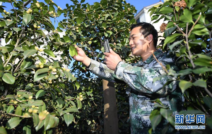 1月14日，金华婺城区竹马乡下张家村电商高群亮在苗圃内跟客户视频展示茶花孕蕾情况。新华社记者 翁忻旸 摄