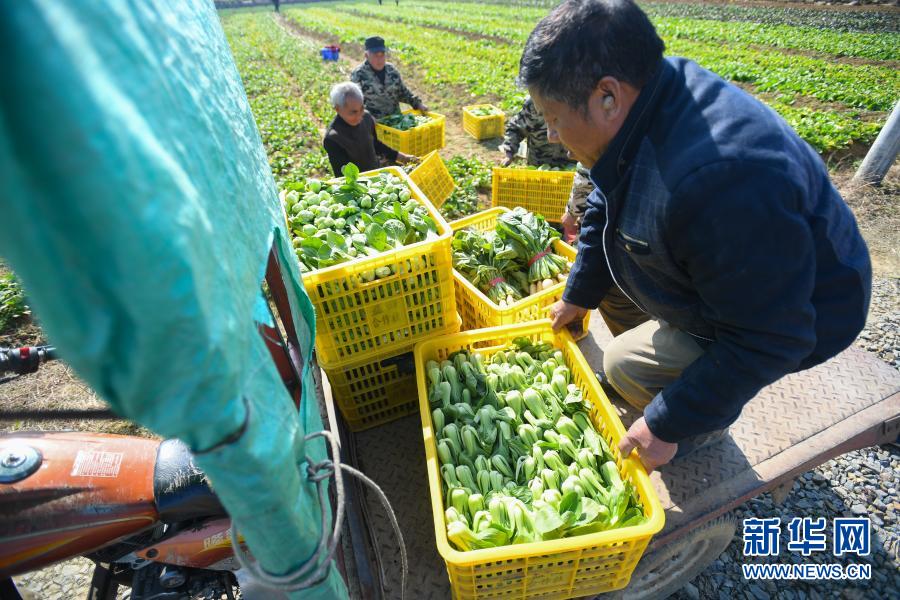 1月14日，在湖南省益阳市资阳区益田蔬菜种植专业合作社，菜农将蔬菜搬上三轮车。为应对将要到来的新一轮寒潮天气，湖南省益阳市资阳区蔬菜基地的菜农忙着抢收成熟蔬菜，尽量减少损失，保障市场供应。新华社记者 陈泽国 摄