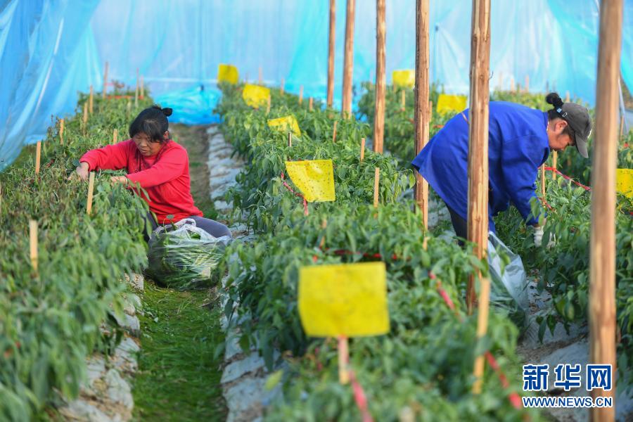 1月14日，在湖南省益阳市资阳区绿蔬源蔬菜种植专业合作社，菜农在采摘辣椒。为应对将要到来的新一轮寒潮天气，湖南省益阳市资阳区蔬菜基地的菜农忙着抢收成熟蔬菜，尽量减少损失，保障市场供应。新华社记者 陈泽国 摄