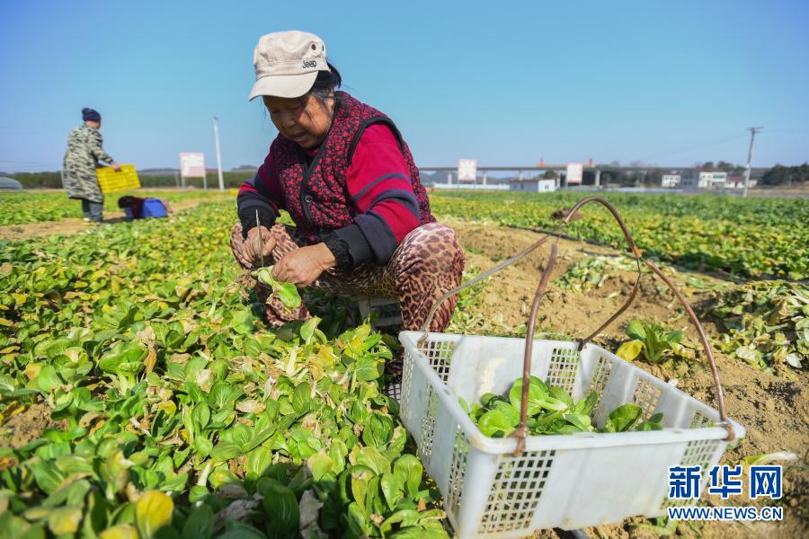 1月14日，在湖南省益阳市资阳区益田蔬菜种植专业合作社，菜农在抢收蔬菜。为应对将要到来的新一轮寒潮天气，湖南省益阳市资阳区蔬菜基地的菜农忙着抢收成熟蔬菜，尽量减少损失，保障市场供应。新华社记者 陈泽国 摄