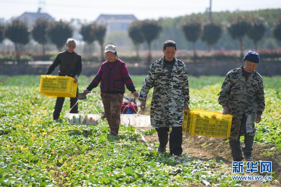 1月14日，在湖南省益阳市资阳区益田蔬菜种植专业合作社，菜农从菜地里搬运蔬菜。为应对将要到来的新一轮寒潮天气，湖南省益阳市资阳区蔬菜基地的菜农忙着抢收成熟蔬菜，尽量减少损失，保障市场供应。新华社记者 陈泽国 摄