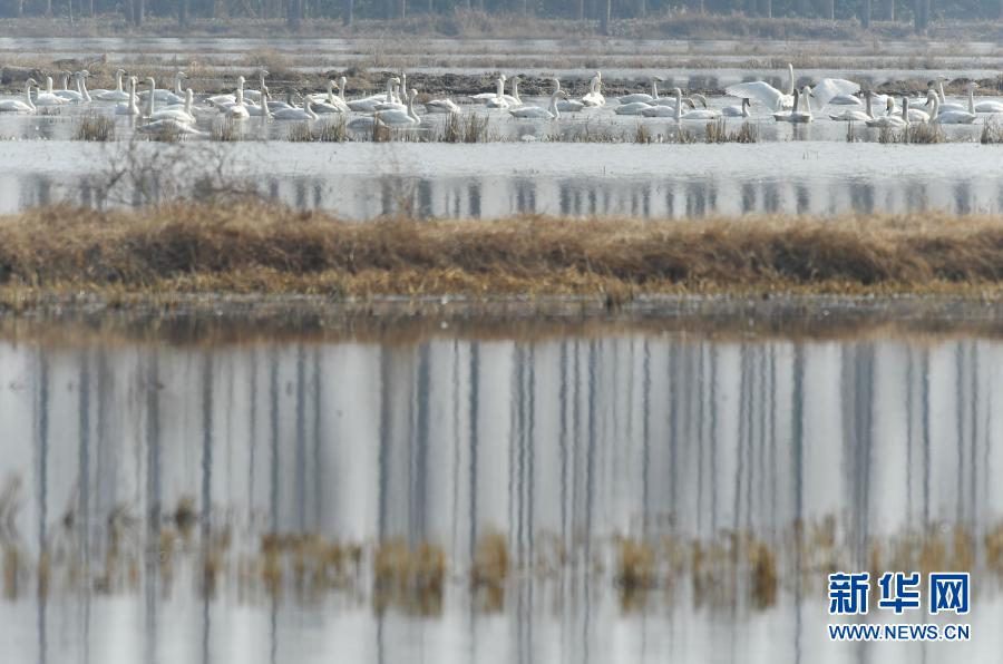 　　这是1月15日在湖南省岳阳市屈原管理区古湖湿地拍摄的天鹅。　　古湖湿地是洞庭湖平原众多湿地中的一个，总面积约700亩。自2020年11月初，大批天鹅陆续飞抵古湖湿地。屈原管理区在天鹅栖息地附近立警示牌，每天派人24小时巡逻，做好越冬天鹅的保护工作。　　新华社记者 赵众志 摄