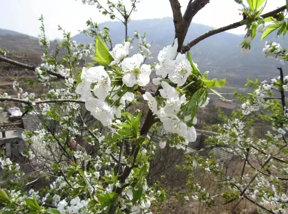 泰安的这几个绝美小村落，宜虚度时光，宜择一终老