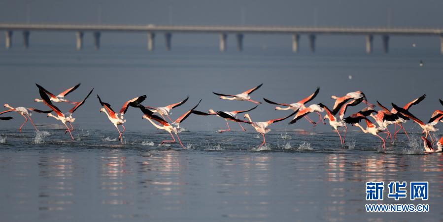 1月18日，在科威特首都科威特城，成群的火烈鸟飞过水面。新华社发（哈齐摄）