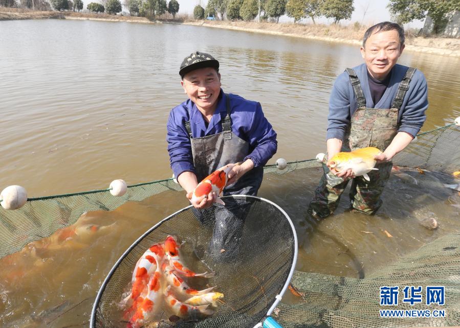 1月19日，在浙江省湖州市安吉县递铺街道一家养鱼场内，养殖户展示收获的精品锦鲤。当日，在浙江省湖州市安吉县递铺街道的一家养鱼场内，养殖户拉起2021年第一网，收获300多尾精品锦鲤。据了解，当地政府大力发展精品农业，培育出锦鲤等一批深受市场欢迎的特色农产品，促进农户增收致富。新华社发（夏鹏飞 摄）