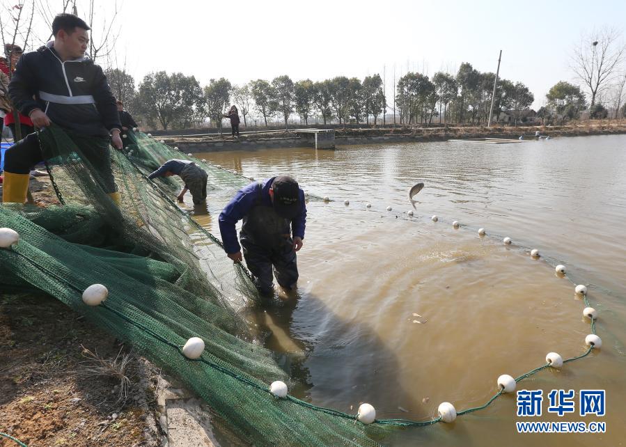 1月19日，在浙江省湖州市安吉县递铺街道一家养鱼场内，养殖户拉网捕鱼。当日，在浙江省湖州市安吉县递铺街道的一家养鱼场内，养殖户拉起2021年第一网，收获300多尾精品锦鲤。据了解，当地政府大力发展精品农业，培育出锦鲤等一批深受市场欢迎的特色农产品，促进农户增收致富。新华社发（夏鹏飞 摄）