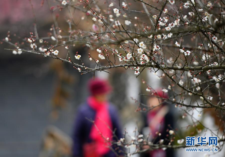 　　1月20日，游客在林阳寺观赏梅花。　　当日是大寒节气，位于福建省福州市林阳寺里的梅花竞相绽放，给冬日增添一份诗意。　　新华社记者 魏培全 摄