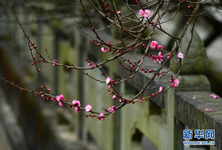 　　1月20日拍摄的林阳寺梅花。　　当日是大寒节气，位于福建省福州市林阳寺里的梅花竞相绽放，给冬日增添一份诗意。　　新华社记者 魏培全 摄