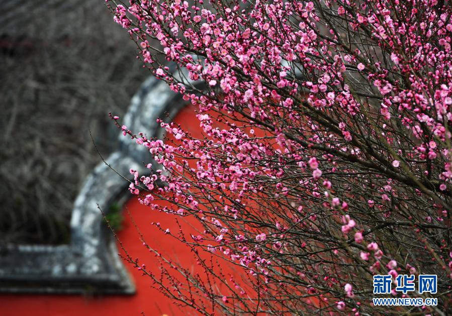 　　1月20日拍摄的林阳寺绽放的梅花。　　当日是大寒节气，位于福建省福州市林阳寺里的梅花竞相绽放，给冬日增添一份诗意。　　新华社记者 魏培全 摄