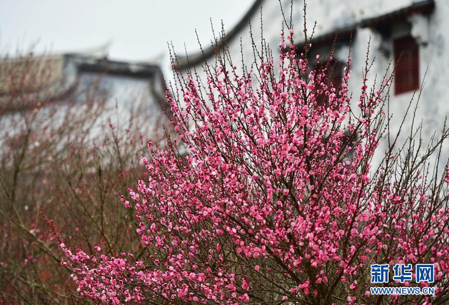 　　1月20日拍摄的林阳寺的梅花。　　当日是大寒节气，位于福建省福州市林阳寺里的梅花竞相绽放，给冬日增添一份诗意。　　新华社记者 魏培全 摄