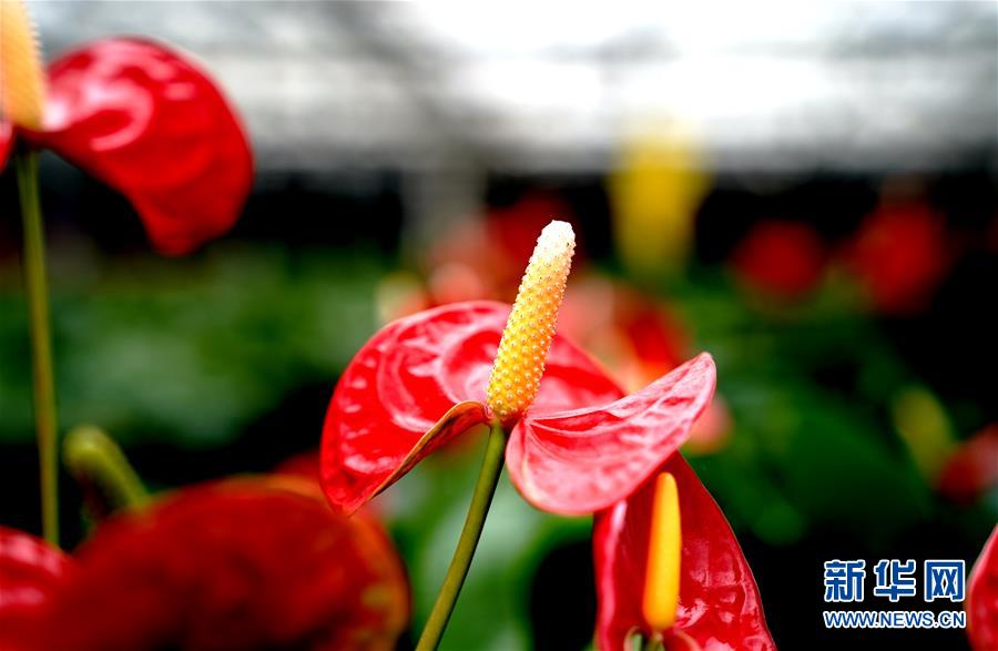 1月21日，在上海鲜花港拍摄的红掌新品种“红胭”。 近日，上海鲜花港自主研发的两个红掌新品种“红胭”“红装”获得国家植物新品种授权。目前，上海鲜花港已建成红掌品种资源圃，收集保存红掌品种达100多个。 新华社记者 张建松 摄