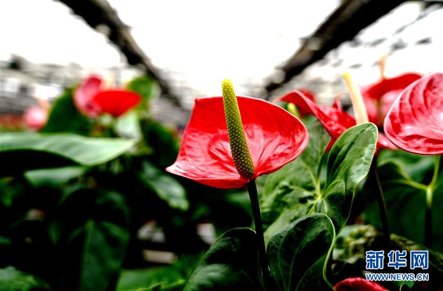 1月21日，在上海鲜花港拍摄的红掌新品种“红装”。 近日，上海鲜花港自主研发的两个红掌新品种“红胭”“红装”获得国家植物新品种授权。目前，上海鲜花港已建成红掌品种资源圃，收集保存红掌品种达100多个。 新华社记者 张建松 摄