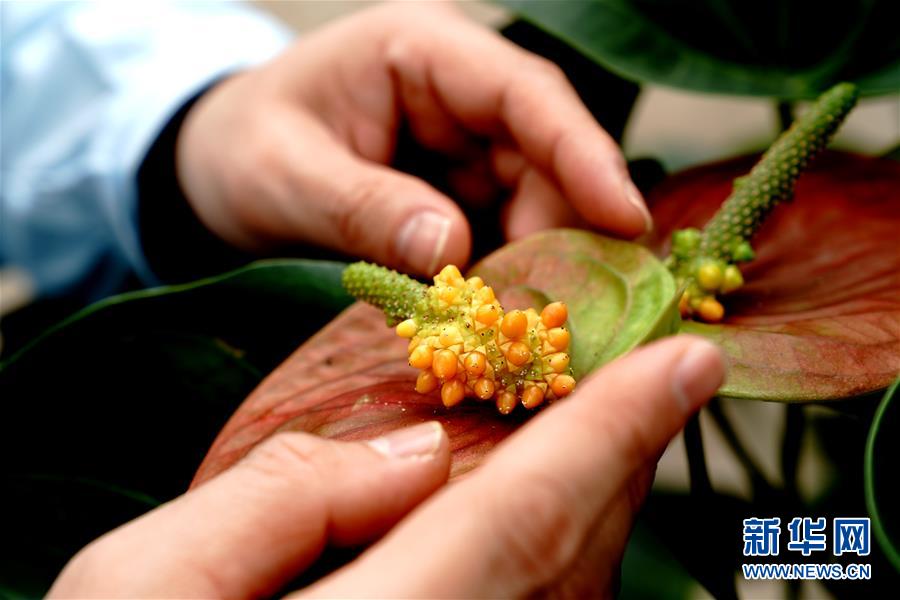 1月21日，上海鲜花港技术总监王晖观察红掌的种子。 近日，上海鲜花港自主研发的两个红掌新品种“红胭”“红装”获得国家植物新品种授权。目前，上海鲜花港已建成红掌品种资源圃，收集保存红掌品种达100多个。 新华社记者 张建松 摄